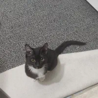 واگذاری گربه