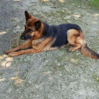 سگ ژرمن ماده نگهبان  تربیتشده|سگ|زرگرشهر, |دیوار