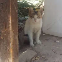 کمک هوندا