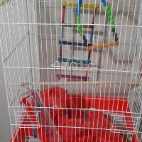 قفس عروس هلندی