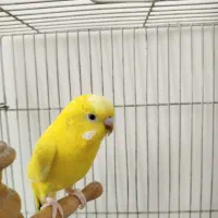 مرغ عشق ماده بالغ فقط190|پرنده|شریفآباد, |دیوار