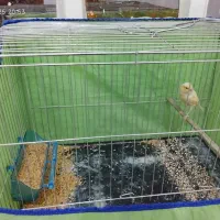 کارت کیمدی همراه با آلبوم