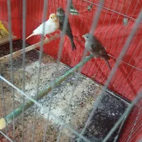 دو عدد قناری نر مست و ۳ عدد قناری ماده|پرنده|ملایر, |دیوار