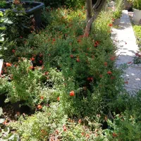 درختچه انار مینیاتوری