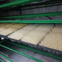 جوانه گندم برای سمنو و آرد سهن