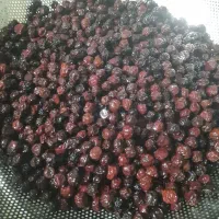 آلبالو خشک ارگانیک دماوند