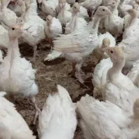 تخم نطفه دار بوقلمون بیوتی