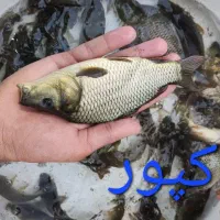کپور آمور