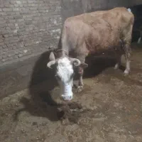 گاو|حیوانات مزرعه|فارسان, |دیوار