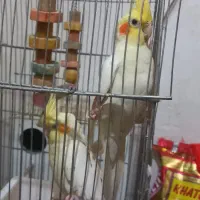 عروس هلندی ۸عدد