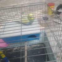 فنچ با جوجه با تخم مرغ عشق پروانه ای جون درشت|پرنده|قدس, شهر‌قدس|دیوار