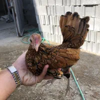 مرغ و خروس سیبرایت