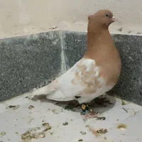 کله زرد نر پرشی و ساده زرد پرشی