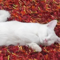 گربه نر|گربه|یزد, |دیوار