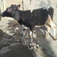 گوساله ماده