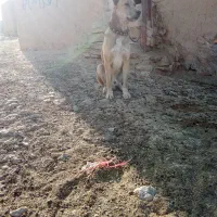 سگ خراسانی|سگ|مشهد, همت آباد|دیوار