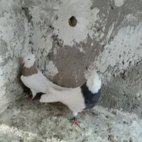 کبوتر طوقی|پرنده|شیروان (لرستان), |دیوار