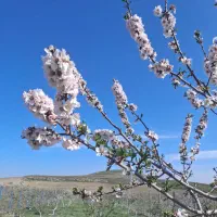 باغ-فروشی-بحر-جاده-روستای-کهوانک