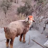 قوچ بختیاری