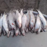 ماهی بیاح تازه صید امروز