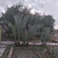 اجاره-خانه-روستایی