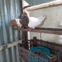 کله ای سرخ دمسفید