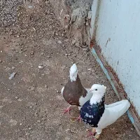 ی جفت طوقی عتیقه