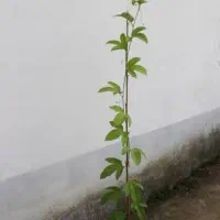 نهال درخت درجه یک حصار بوژان