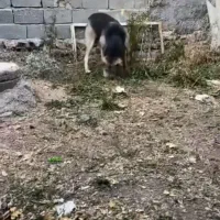 ماده پژدر|سگ|زنجان, |دیوار