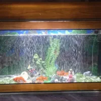 فروش آکواریوم ماهی