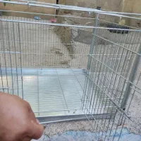 قفسه پرنده  نو|لوازم جانبی حیوانات|تاکستان, |دیوار