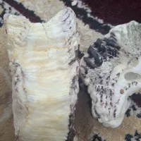 سنگ|جواهرات|دزفول, |دیوار