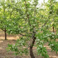 شروع کسب و کار میلیاردی با فروش نهال
