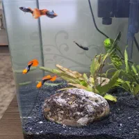 ماهی گوپی نژاد دار|ماهی|کرمانشاه, |دیوار