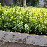 گل شمشاد|گل و گیاه طبیعی|رشت, حمیدیان|دیوار