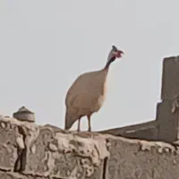 مرغ شاخدار