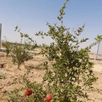باغ ۱۵۰۰ متری میوه و پسته در گرگاب|فروش دفتر صنعتی، کشاورزی، تجاری|شاهین‌شهر, گرگاب|دیوار