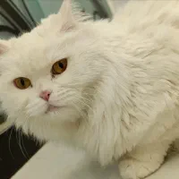 گربه پرشین اسکاتیش