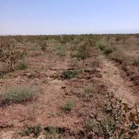 فروش باغ پسته۱۲ ساله بارده سنددار۱۰۰۰متر|فروش دفتر صنعتی، کشاورزی، تجاری|بوئین زهرا, |دیوار