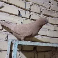 کفتر یا کبوتر