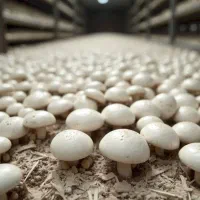شروع آموزش پرورش قارچ دکمه ای و سایر رشته ها|خدمات آموزشی|یزد, |دیوار