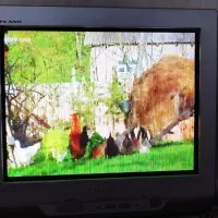 تلویزیون|تلویزیون و پروژکتور|برازجان, |دیوار