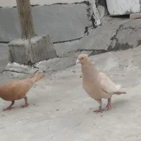 کفتر زردکاکل پلاکی با ماده زرد شهری