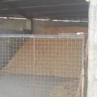 فروش-قلعه-گوسفند-داری