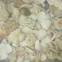 صدف دریایی|کلکسیون و سرگرمی|شیراز, شهرک مطهری|دیوار