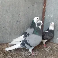 سه تا شازده عتیقه  پرش بالا