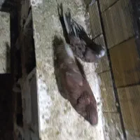 یک جفت کبوتر