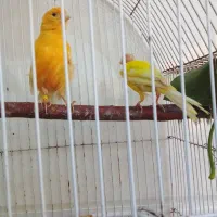 یک جفت قناری