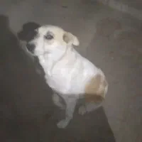 سگ مهربان خیلی قشنگ|سگ|ملکان, |دیوار