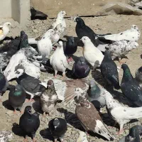 کبوتر خوب قیمت سربری بخانید